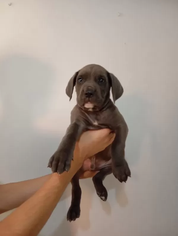A Kalite Uygun Cane Carso Yavrulari