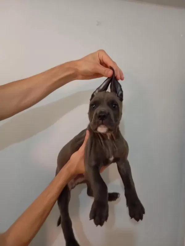 A Kalite Uygun Cane Carso Yavrulari