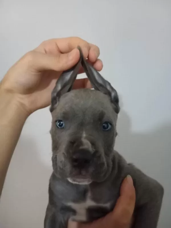A Kalite Uygun Cane Carso Yavrulari