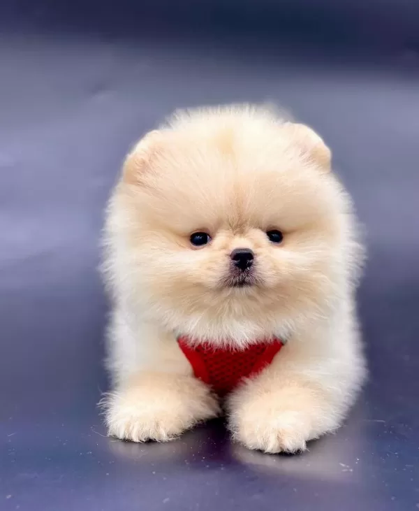 Pamuk Şekeri Pomeranian Boo