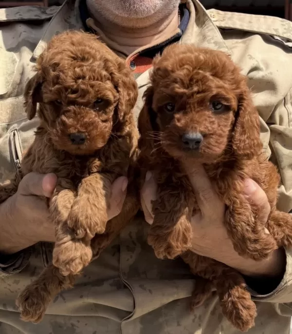 Hayallerinizdeki Toypoodle Yavrularımız Ruhsatlı Çiftlik