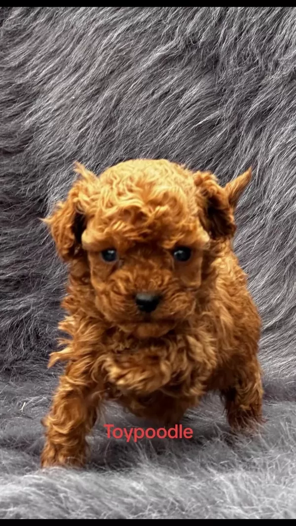 Hayallerinizdeki Toypoodle Yavrularımız Ruhsatlı Çiftlik