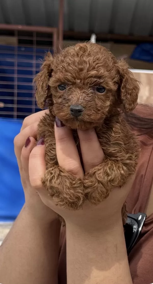 Hayallerinizdeki Toypoodle Yavrularımız Ruhsatlı Çiftlik