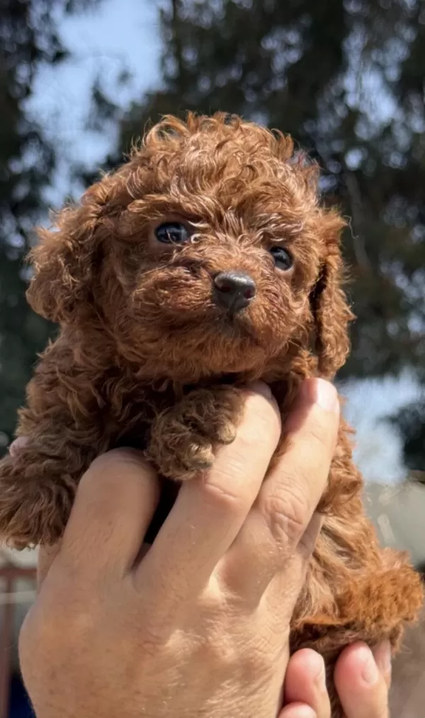 Hayallerinizdeki Toypoodle Yavrularımız Ruhsatlı Çiftlik