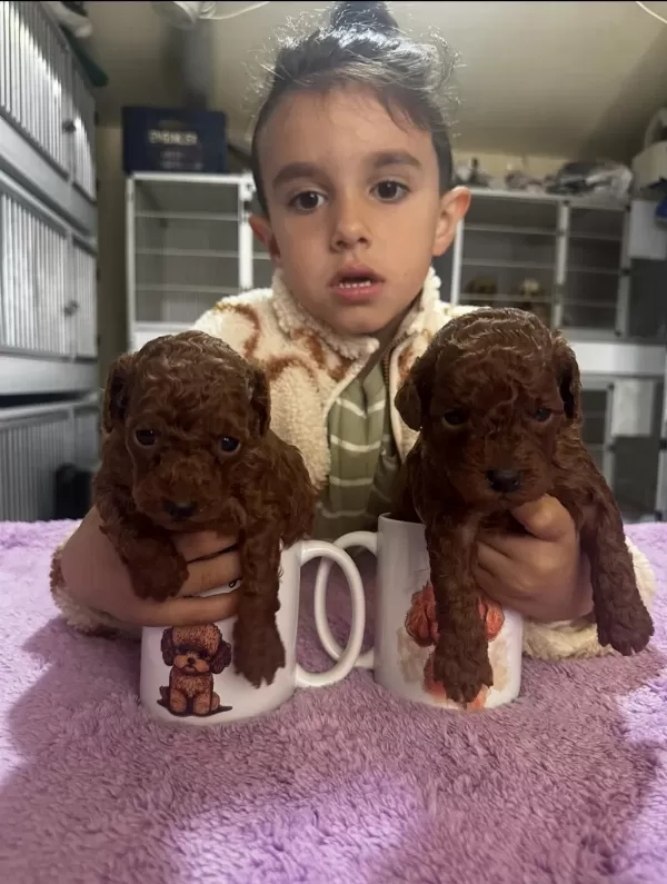 Hayallerinizdeki Toypoodle Yavrularımız Ruhsatlı Çiftlik