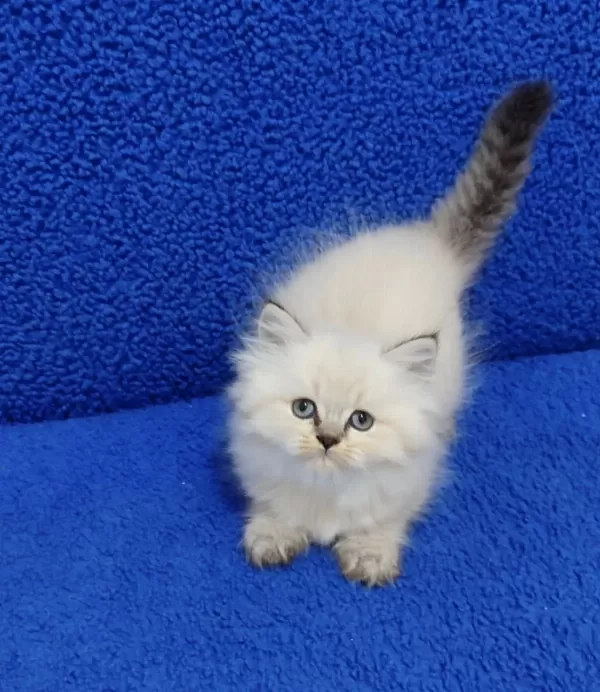 İstanbul İçi 7/24 Adrese Teslim Longhair British Ponçik