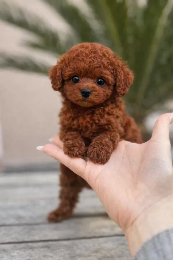 Orijinal Toy Poodle Yavrulari
