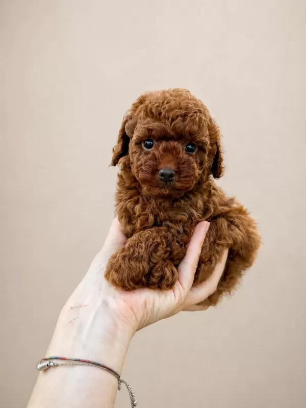Sağlikli Ve Safkan Poodle Yavrular