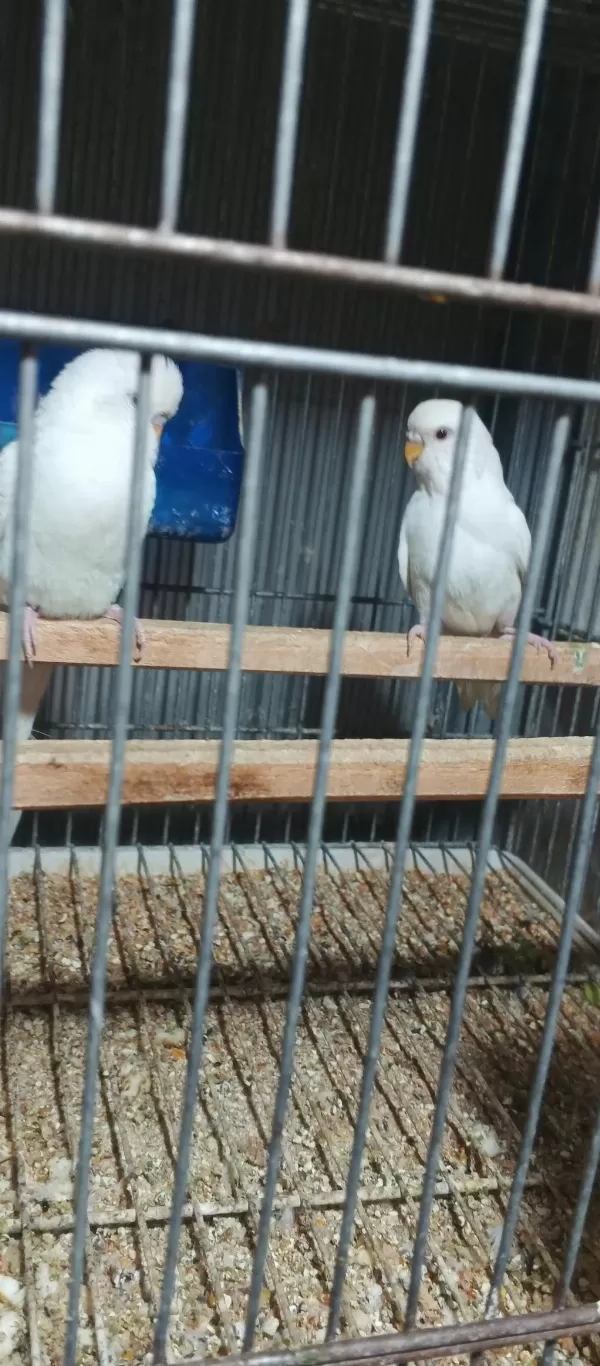 Albino Takım Muhabbet Kuşu Beyaz