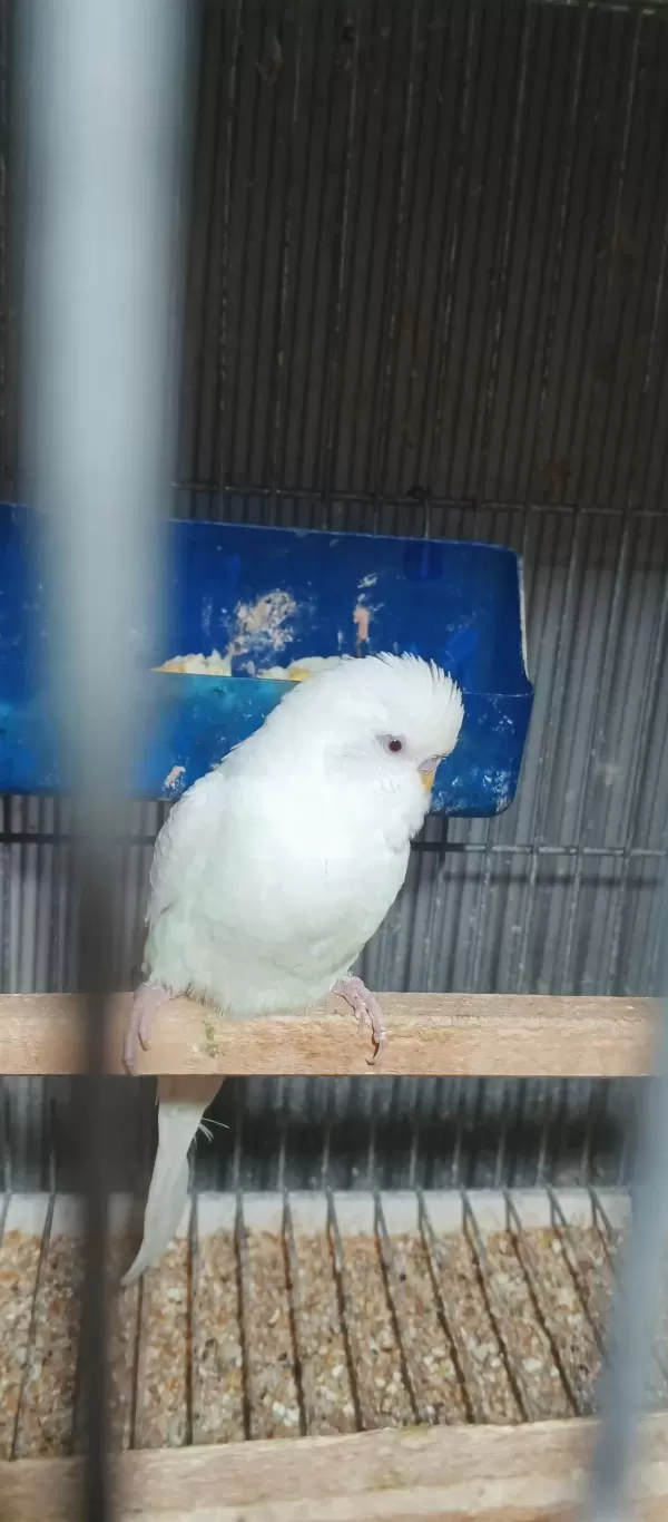 Albino Takım Muhabbet Kuşu Beyaz