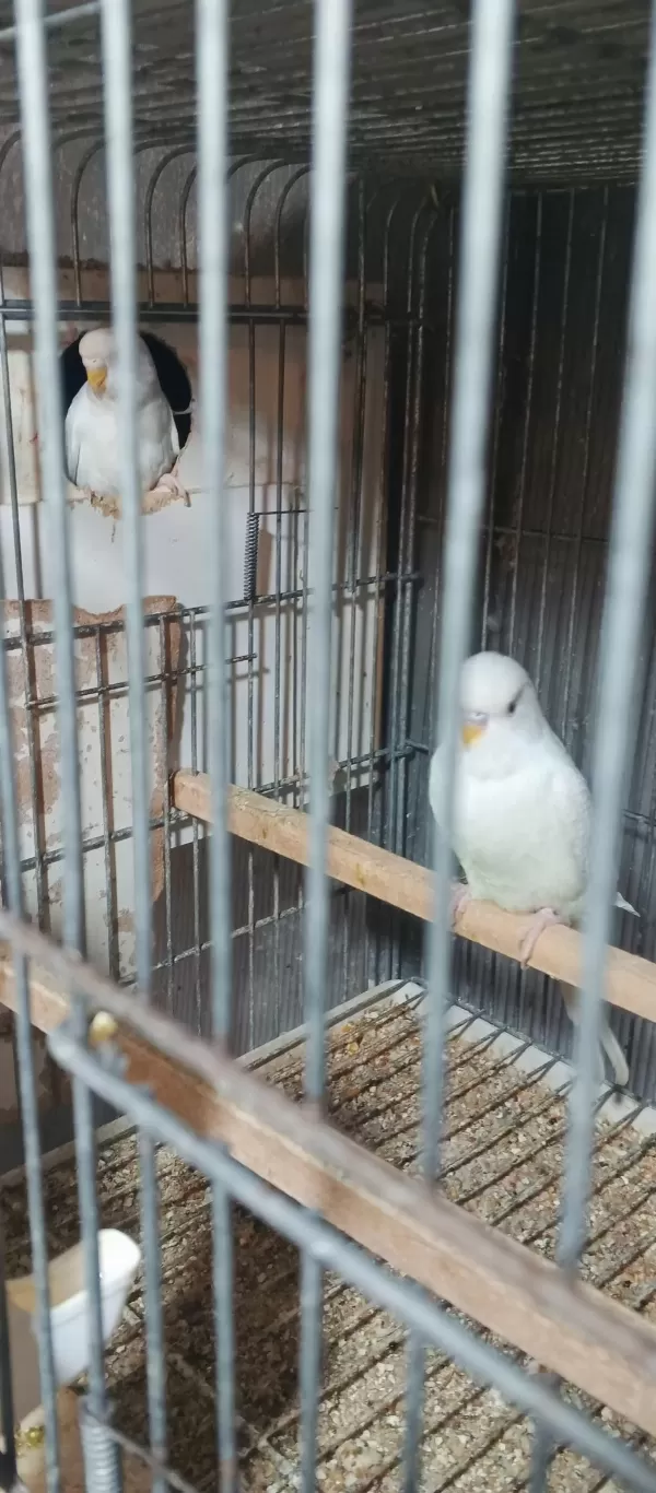 Albino Takım Muhabbet Kuşu Beyaz