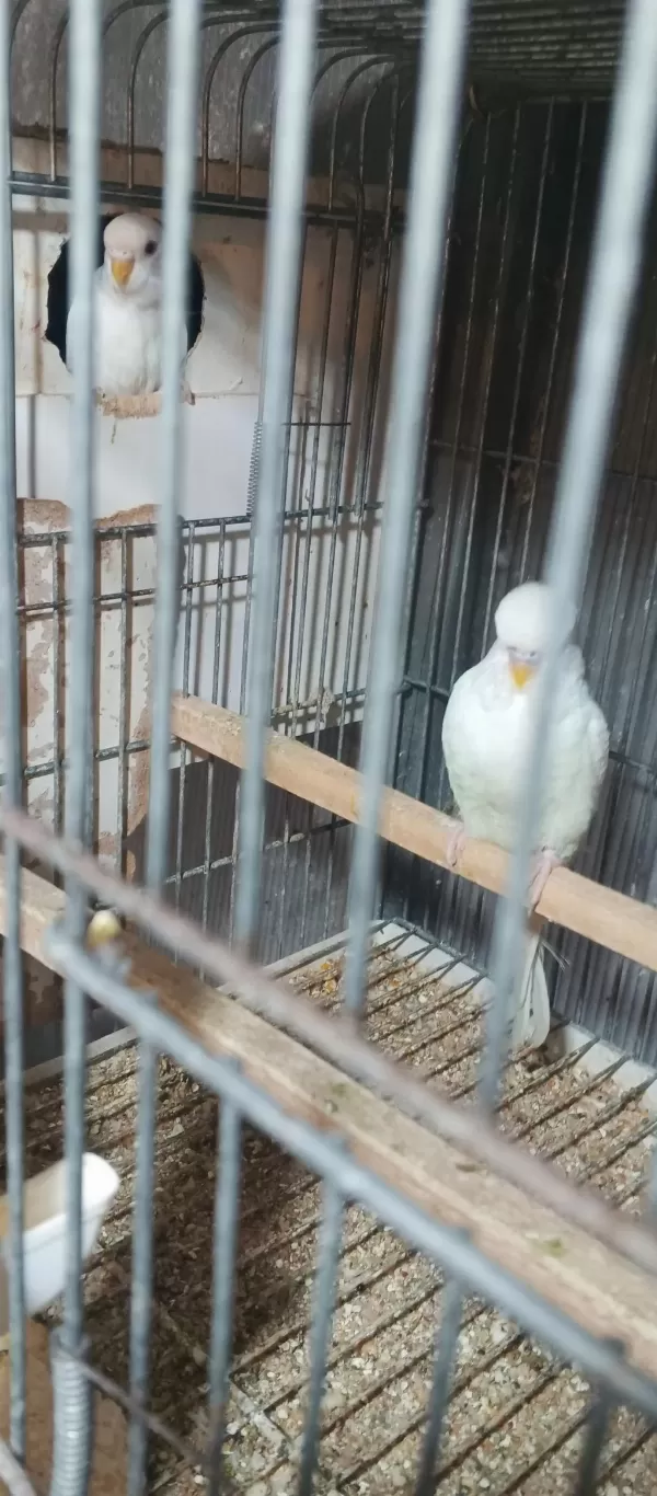Albino Takım Muhabbet Kuşu Beyaz