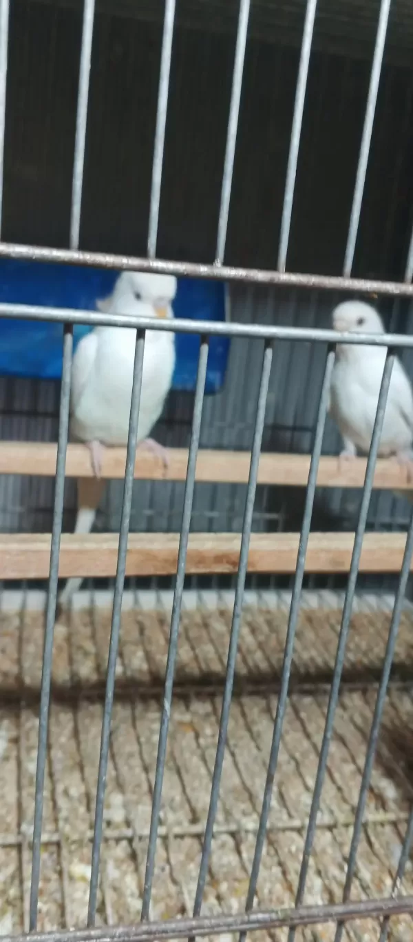Albino Takım Muhabbet Kuşu Beyaz