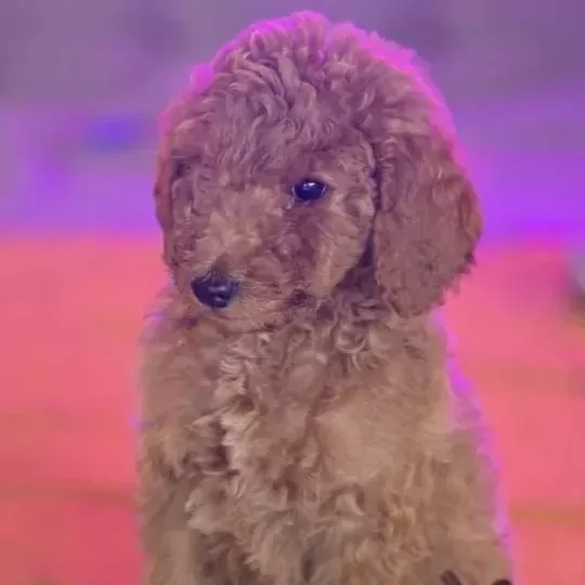Gaint Poodle