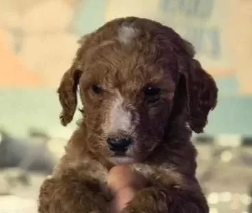 Gaint Poodle
