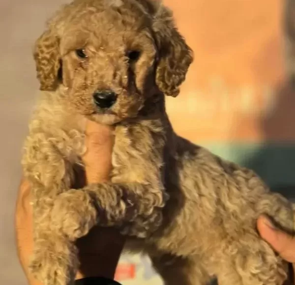 Gaint Poodle