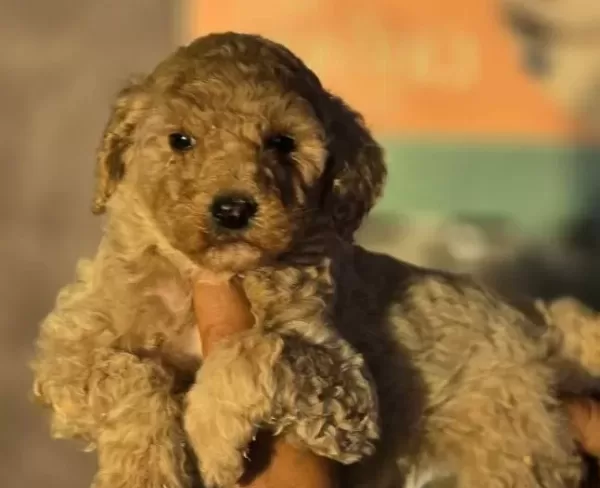 Gaint Poodle