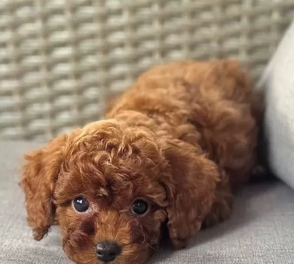 Safkan Toy Poodle Yavrumuz Luna