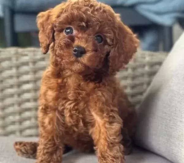 Safkan Toy Poodle Yavrumuz Luna