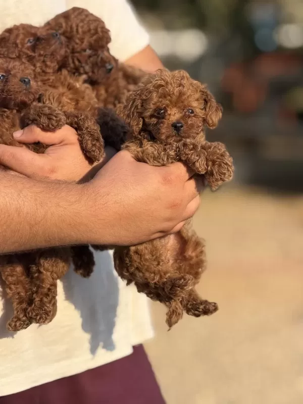 Aşili Çiş Eğitimli Toy Poodle Bebekler