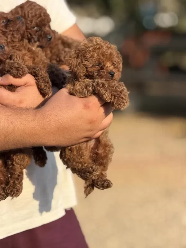 Aşili Çiş Eğitimli Toy Poodle Bebekler