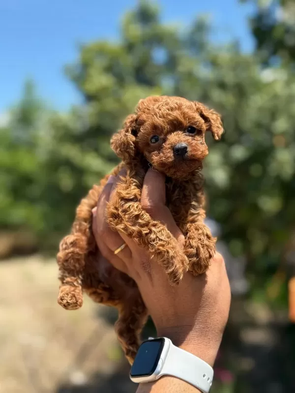 Aşili Çiş Eğitimli Toy Poodle Bebekler