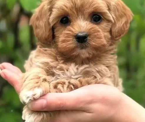 Malti̇poo Yavrularimiz Yeni̇ Yuvasi İçi̇n Hazir