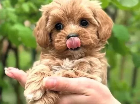 Malti̇poo Yavrularimiz Yeni̇ Yuvasi İçi̇n Hazir