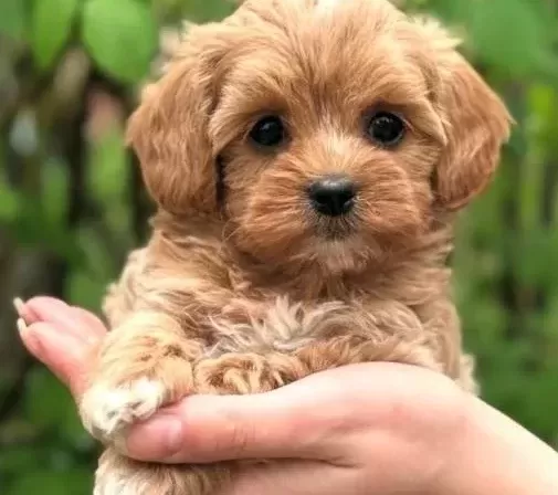 Malti̇poo Yavrularimiz Yeni̇ Yuvasi İçi̇n Hazir