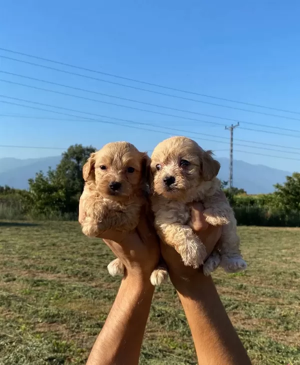 Şirin Maltipoo Bebekler