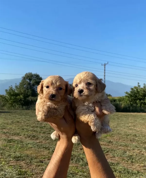 Şirin Maltipoo Bebekler
