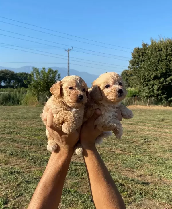 Şirin Maltipoo Bebekler