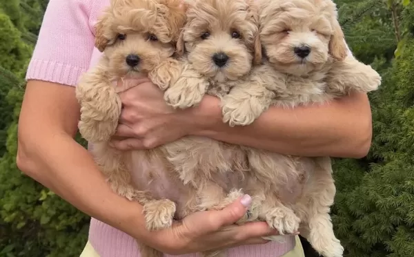 Safkan Malti̇poo Yavrulari