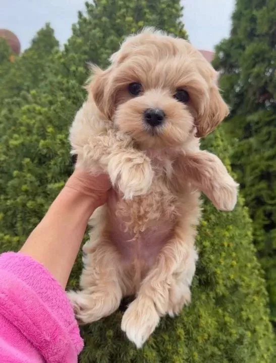 Safkan Malti̇poo Yavrulari