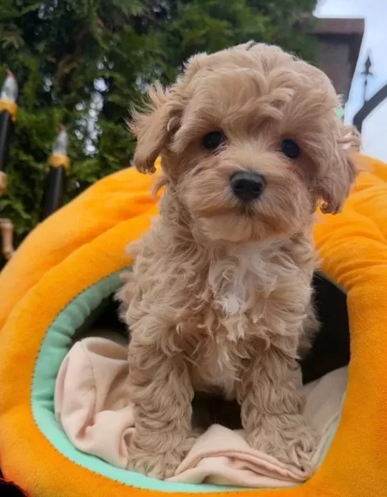 Safkan Malti̇poo Yavrulari