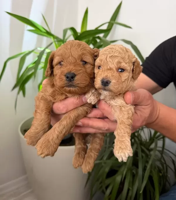 Anne Altı Rezerve Bebekler Maltipoo Ve Toy Poodle Yavrumuz
