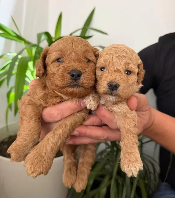 Anne Altı Rezerve Bebekler Maltipoo Ve Toy Poodle Yavrumuz