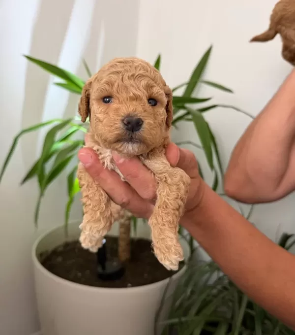 Anne Altı Rezerve Bebekler Maltipoo Ve Toy Poodle Yavrumuz