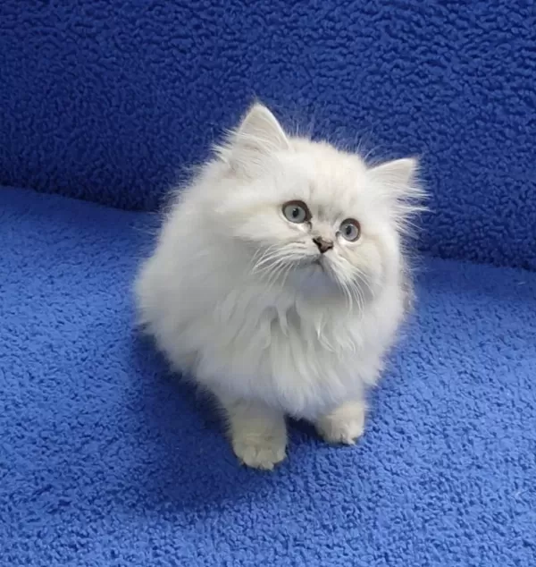 İstanbul İçi 7/24 Adrese Teslim Longhair British Ponçik