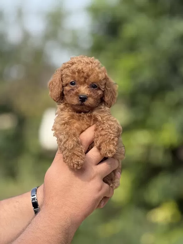 Aşili Çiş Eğitimli Toy Poodle Bebekler