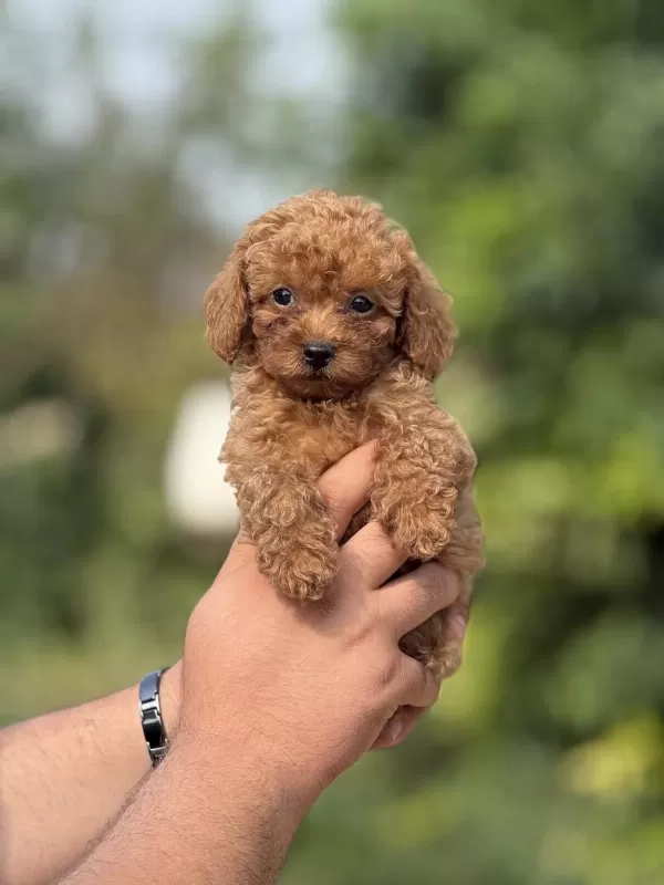 Aşili Çiş Eğitimli Toy Poodle Bebekler