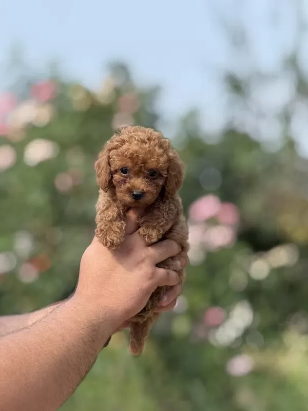 Aşili Çiş Eğitimli Toy Poodle Bebekler