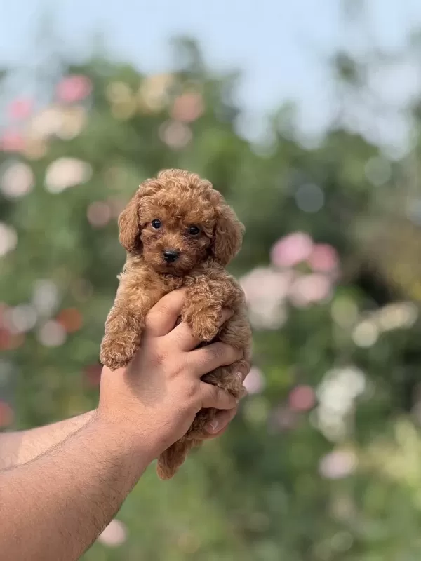 Aşili Çiş Eğitimli Toy Poodle Bebekler
