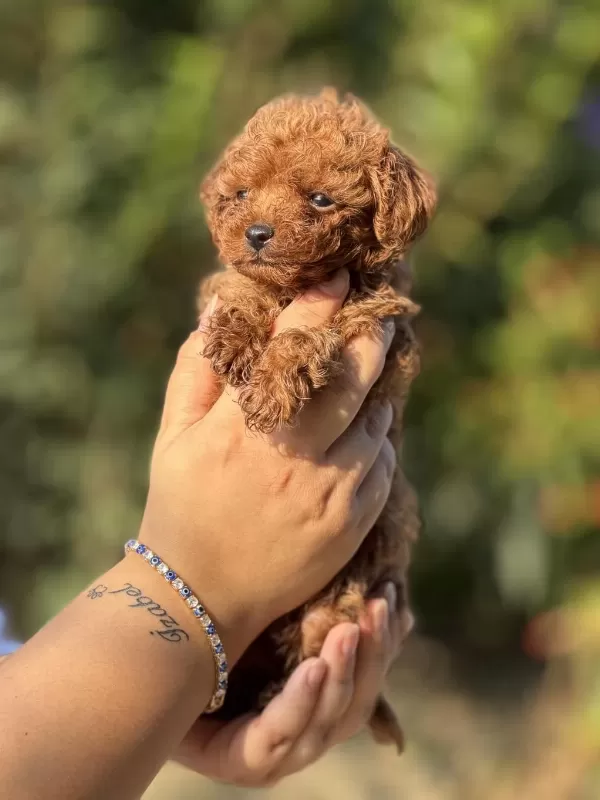 Aşili Çiş Eğitimli Toy Poodle Bebekler