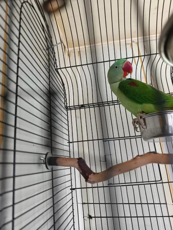 Erkek Yavru Alexander Papağanı