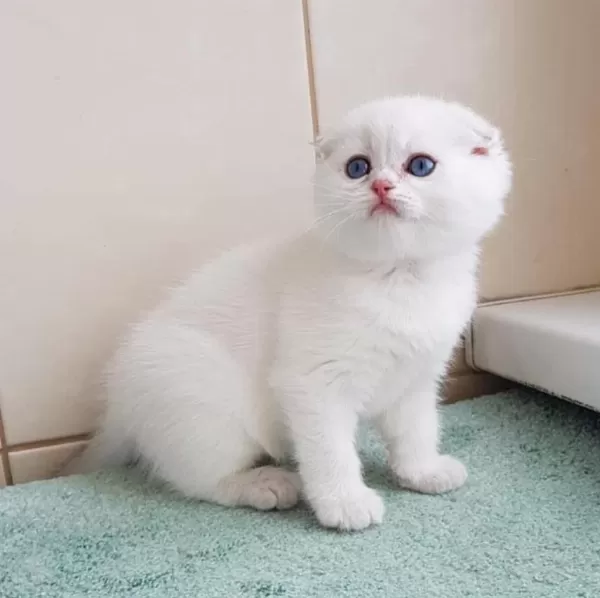 Top Kafacık Silver Scottish Fold