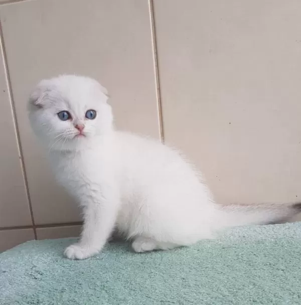 Top Kafacık Silver Scottish Fold