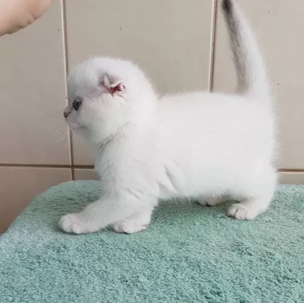 Top Kafacık Silver Scottish Fold