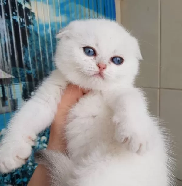 Top Kafacık Silver Scottish Fold