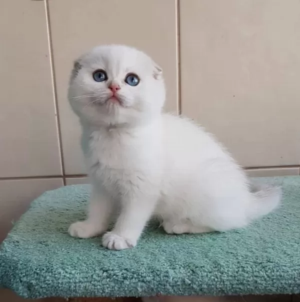 Top Kafacık Silver Scottish Fold